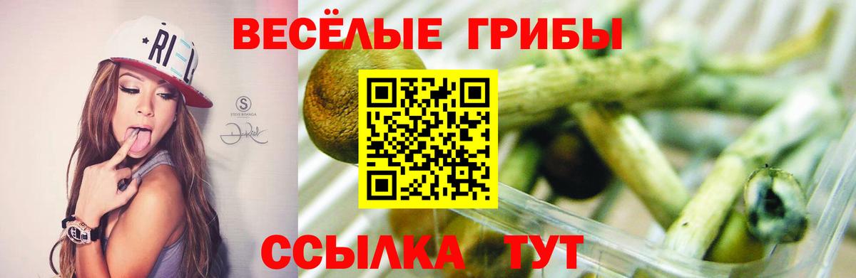 Псилоцибиновые грибы Psilocybine cubensis Черногорск